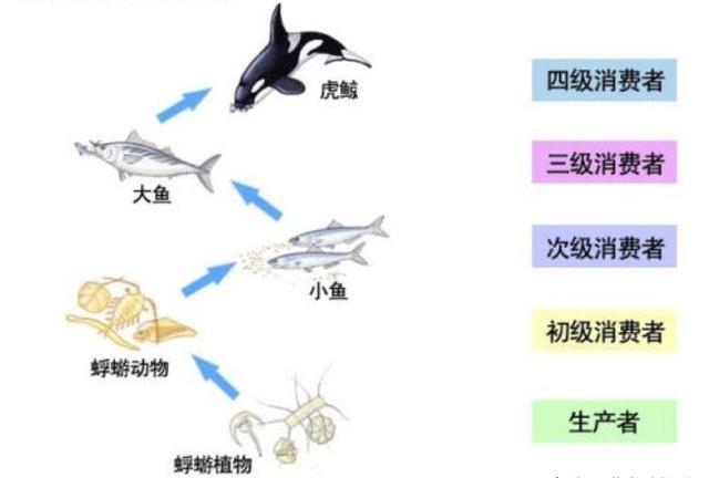 互聯網新聞食物鏈(食物鏈和食物網的定義及意義?)